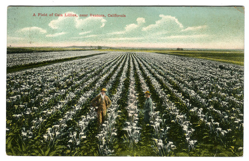 Field of Calla Lilies near Ventura, California