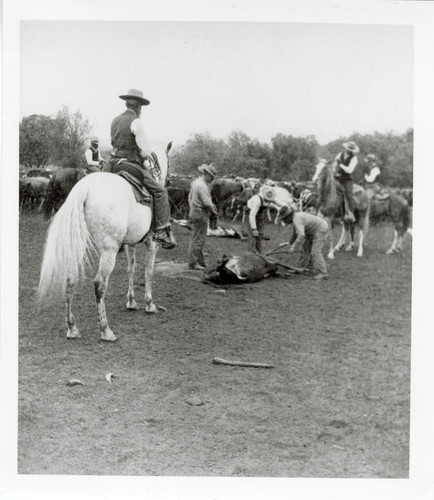 Group of Men Branding Cattle