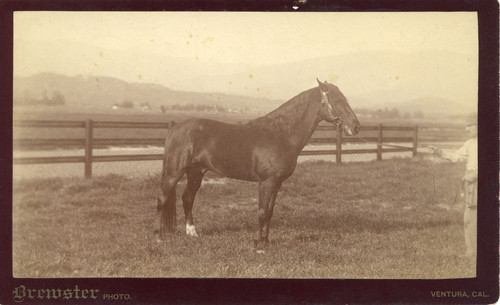 Man Holding Horse in Corral