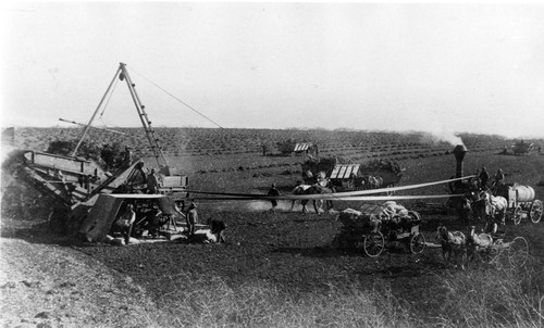 Threshing Beans in Saticoy