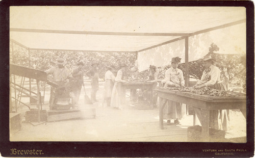 Pitting Apricots, Briggs Ranch