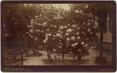 Eliza Savage Rose Bushes