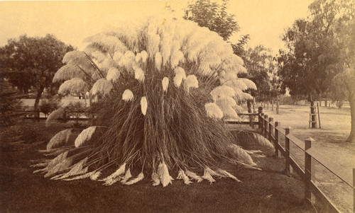 Pampas grass