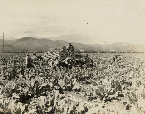 Loading Vegetables on Wagon