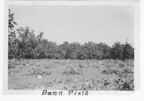 Bean Field