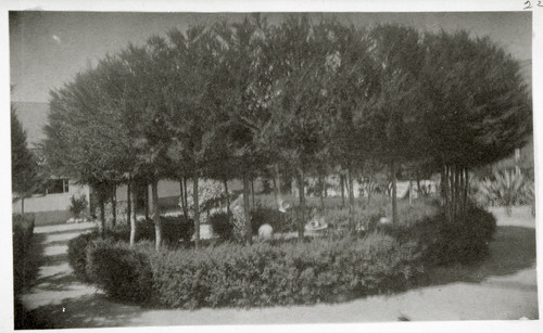 Trees at Rancho Camulos