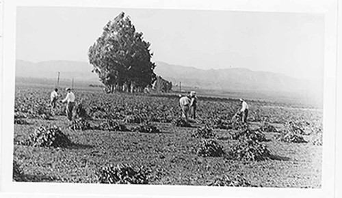 Hindu Bean Pilers at Work on Goodyear Ranch Somis