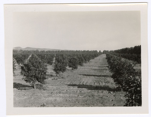 Hondo Ranch East View of Valencia Grove