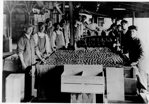 Japanese Workers at Limoneira