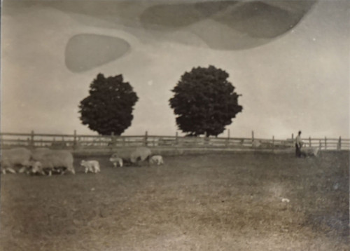 Cattle in Pasture