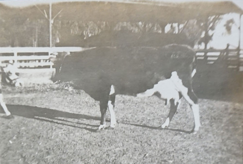 Cow in Corral