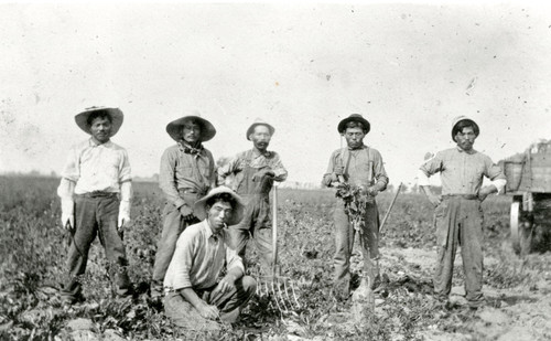 Group Portrait, Japanese Beet Workers