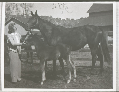 Katherine Hoffman Haley with Mare and Foal
