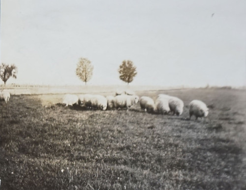 Sheep Grazing in Field