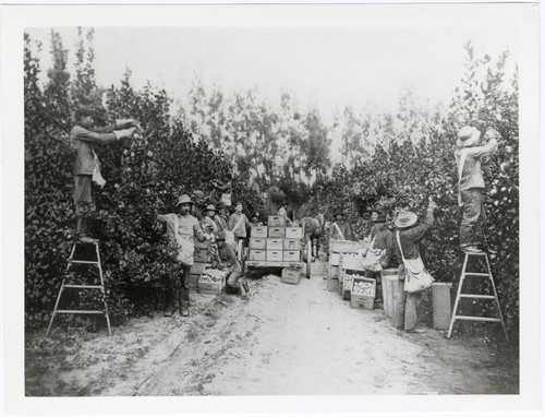 Picking Lemons March First at Limoneira Ranch