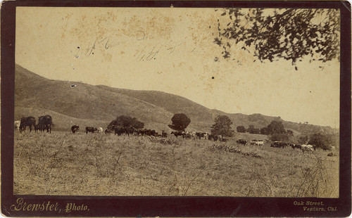 Cows Grazing