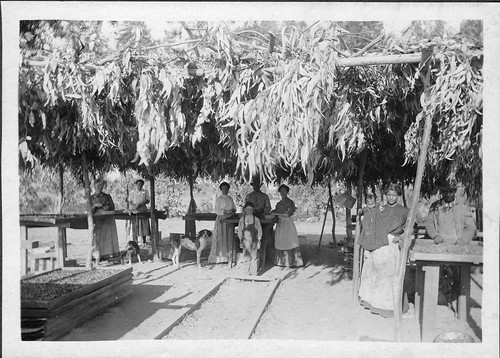 Apricot Pitting Shed