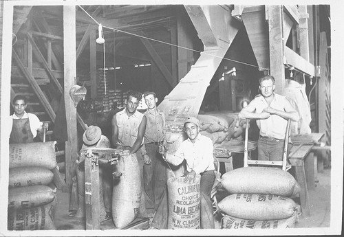 Workers at Saticoy Lima Bean Packing House