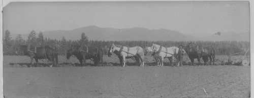 Ten Horse Team Pulling Plow on Hunt Ranch