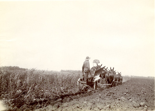 Farmer Plowing Behind Mule Team