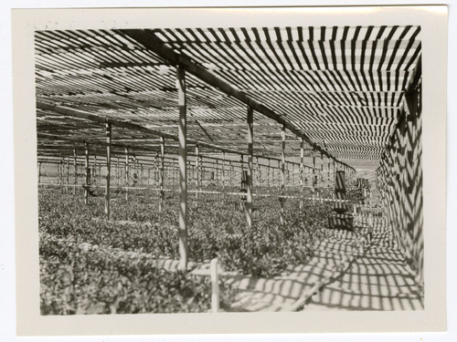 Lath House at Nusbickel-Warren Nursery