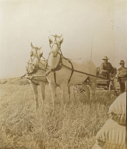 Man on Horse Drawn Carriage