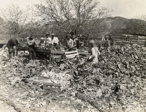 Harvesting Vegetables