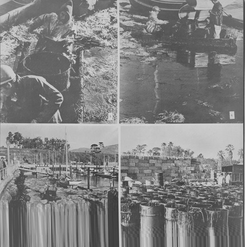 Oil Spill Off Santa Barbara, 1969