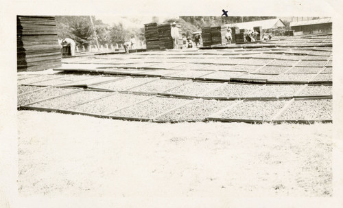 Apricot Drying Yard