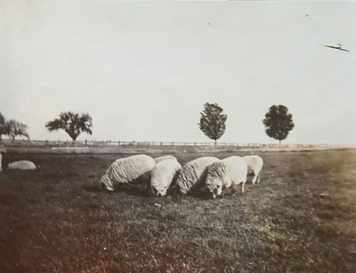 Sheep Grazing in Field