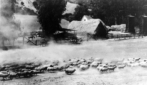 Sheep Herding on Santa Cruz Island