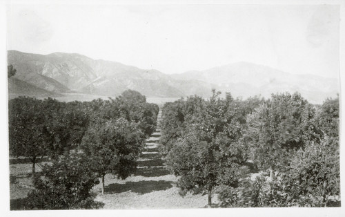 Orchard View at Rancho Camulos