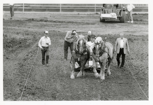 Horse Pulling Contest at Ventura County Fair