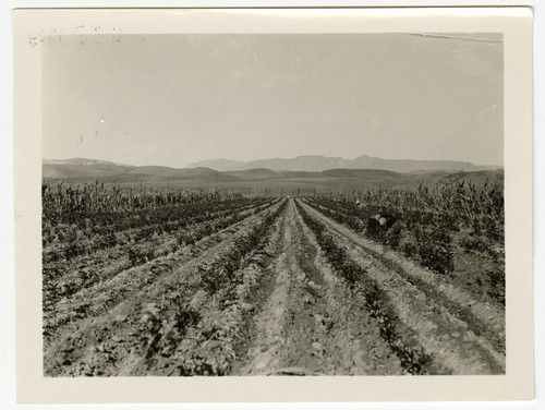 Nusbickel-Warren Nursery Looking North