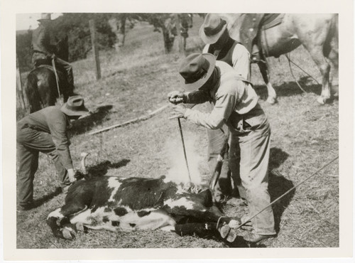 Branding a Calf