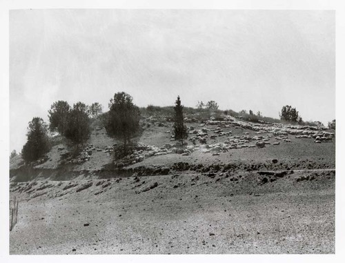 Sheep Grazing on a Hillside in Simi Valley