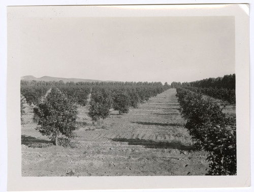 Hondo Ranch Valencias from East