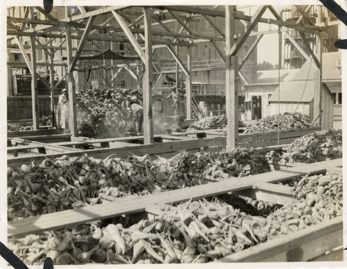 Off-Loading Beets at the Oxnard Sugar Factory