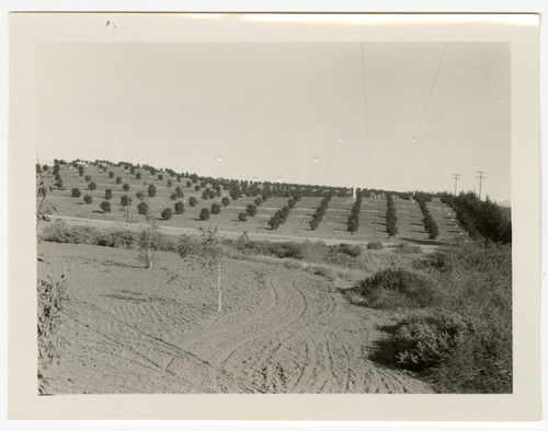 Citrus Planting by Edwards - Meek Co