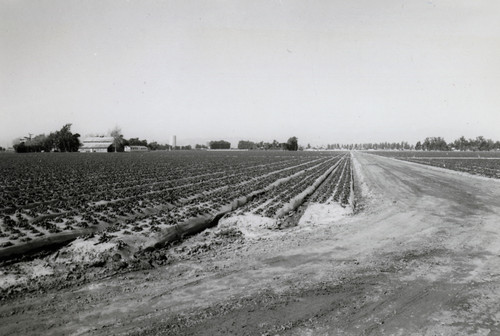 Strawberry Fields at Colonia and Rose Rd