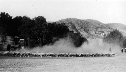 Sheep Round Up on Santa Cruz Island