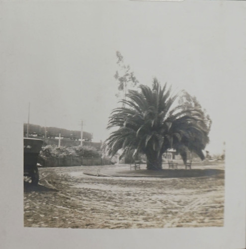 Palm Tree at Oxnard Sugar Beet Factory