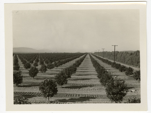 Hondo Ranch Valencias from Aggen Road