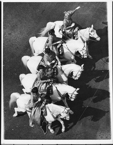 Camarillo White Horses in Formation