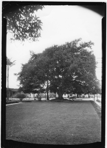 Rubber Tree in Plaza Park, Ventura