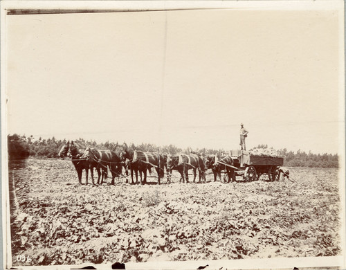 Hauling Sugar Beets