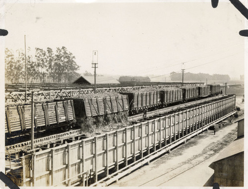 Freight Cars Off-Load Beets at Oxnard Sugar Factory