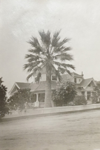 Palm Tree in Front of E.W. Daily Home