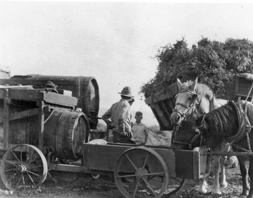 Bean Threshing Scene with Water Wagon