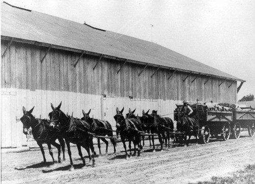 Eight Mule Team Hauling Limas